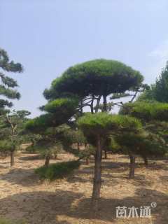 20公分造型油松