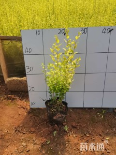 小杯苗亮晶女贞小苗