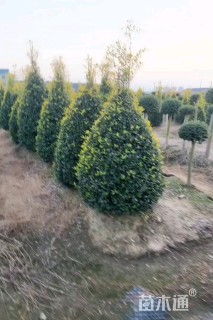 高度150厘米黄金枸骨