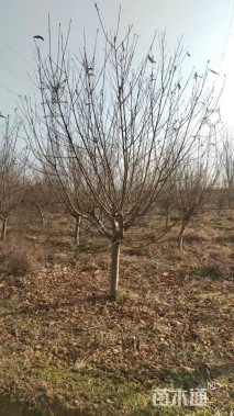 12公分红叶碧桃