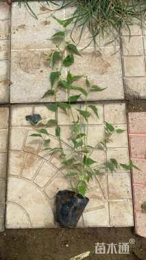 高度40厘米棣棠