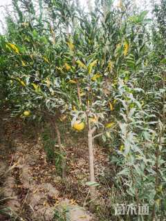 高度150厘米石榴