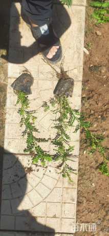 高度40厘米黄刺玫