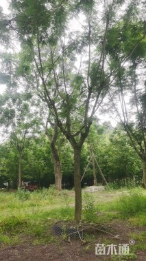 20.公分蓝花楹