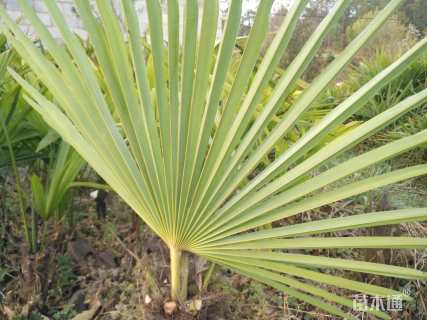 裸干高50厘米棕榈