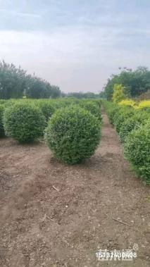 高度100厘米水蜡球