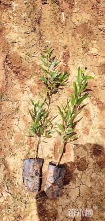 0.01公分台湾相思树