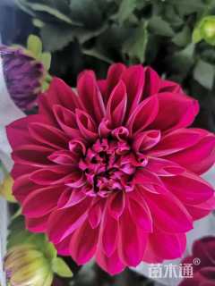 高度30厘米大丽花