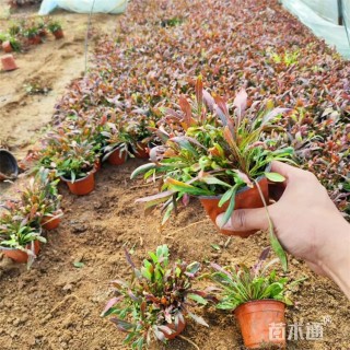 高度20厘米紫叶千鸟花