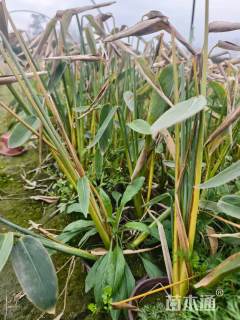 高度20厘米再力花