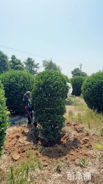 冠幅50厘米大叶黄杨球