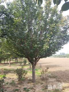 14公分日本晚樱