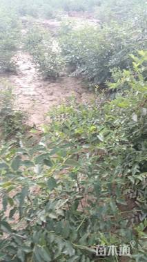 高度80厘米花椒