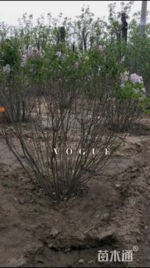 高度80厘米丛生丁香