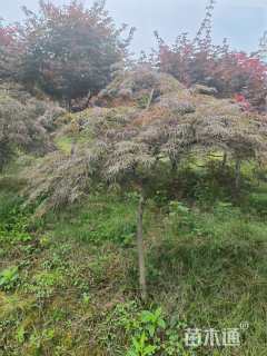 高度100厘米羽毛枫