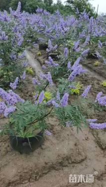 高度100厘米穗花牡荆