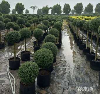 高度100厘米川滇蜡树