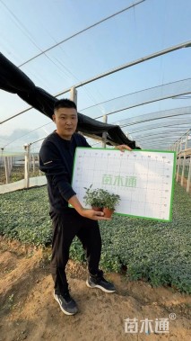 高度10厘米美丽月见草