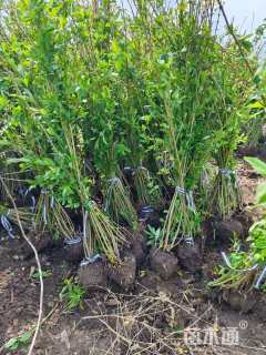 高度50厘米连翘