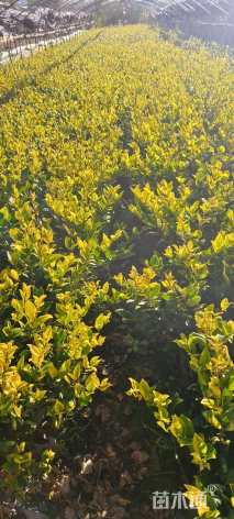 高度40厘米金森女贞