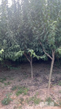 高度220厘米蜡梅