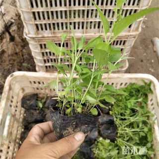 高度16厘米婆婆纳