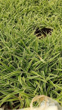 高度20厘米金边吊兰