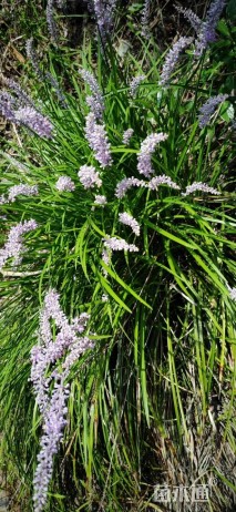高度25厘米兰花三七草