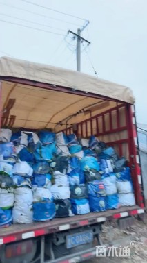 高度60厘米马利筋