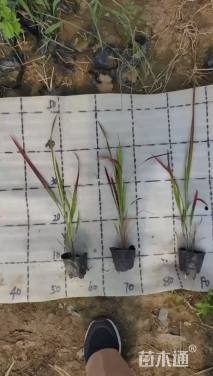 高度30厘米血草
