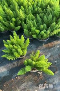 高度30厘米狐尾天门冬