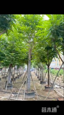 15公分乐昌含笑