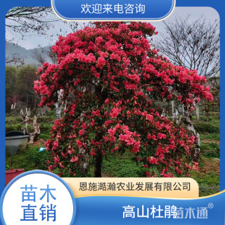 高度400厘米高山杜鹃