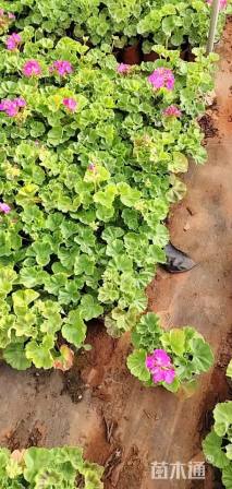 高度25厘米天竺葵