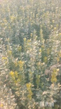 高度70厘米北海道黄杨