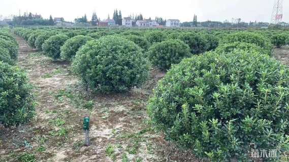 冠幅200厘米海桐球