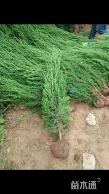 高度120厘米北京桧