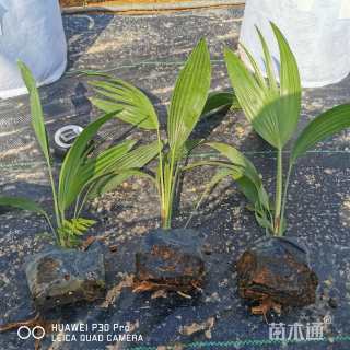 裸干高35厘米蒲葵
