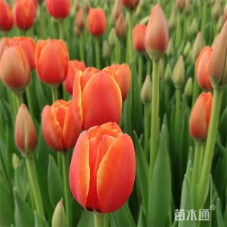 高度14厘米郁金香