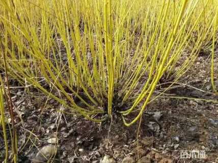 高度120厘米黄瑞木