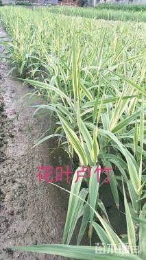 高度50厘米花叶芦竹