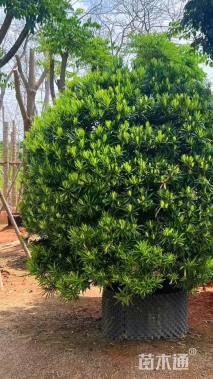 冠幅180厘米罗汉松球