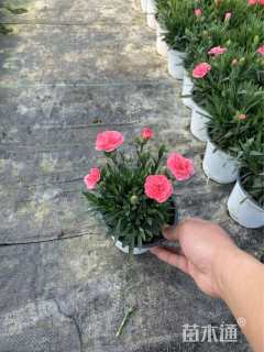 高度16厘米康乃馨