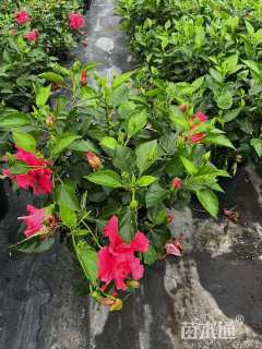 高度30厘米扶桑