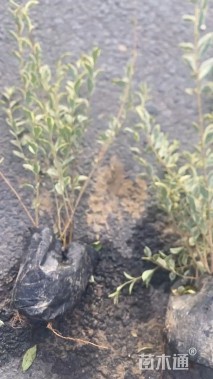 高度51厘米银姬小蜡