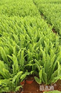 高度30厘米蜈蚣草