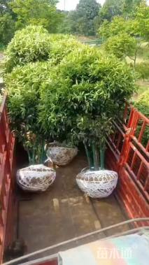 高度250厘米丛生桂花