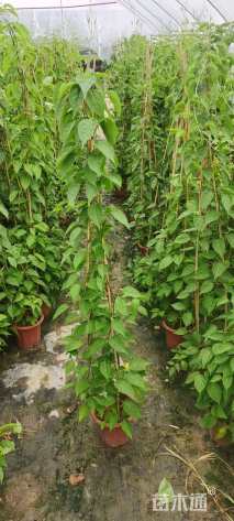 20厘米炮仗花