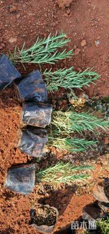 高度20厘米迷迭香