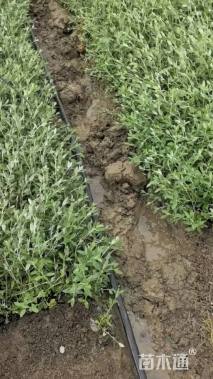 高度25厘米水果兰球